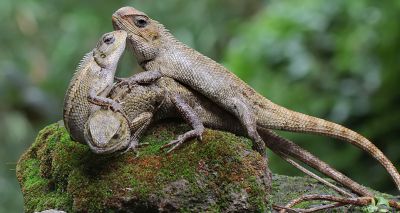 New iguana species found in China